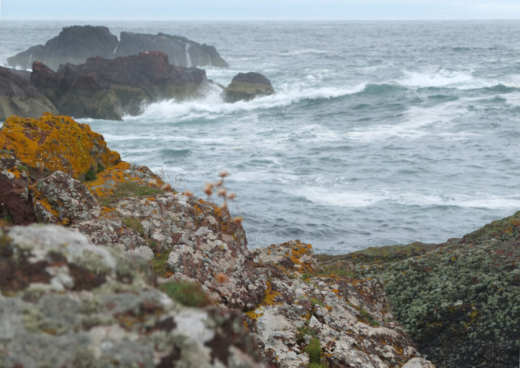 Photo of Lichen on Rocks, St Abb's Head